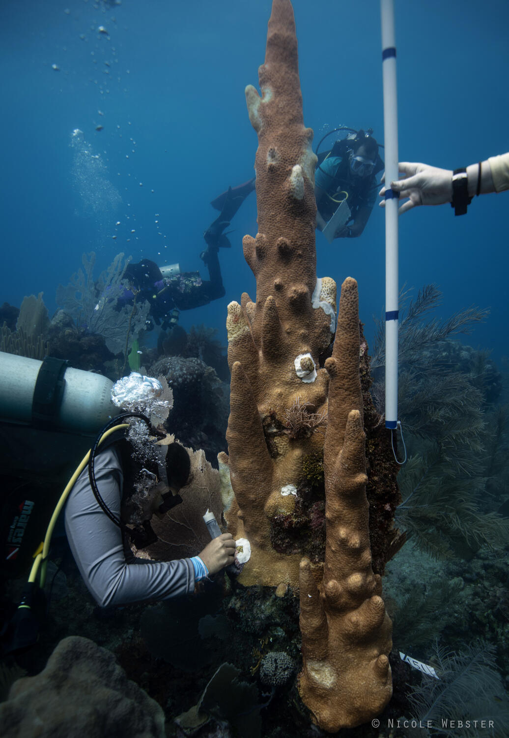 Data driven solutions: Precise documentation allows us to track the disease’s spread, measure treatment efficacy, and inform future conservation strategies.