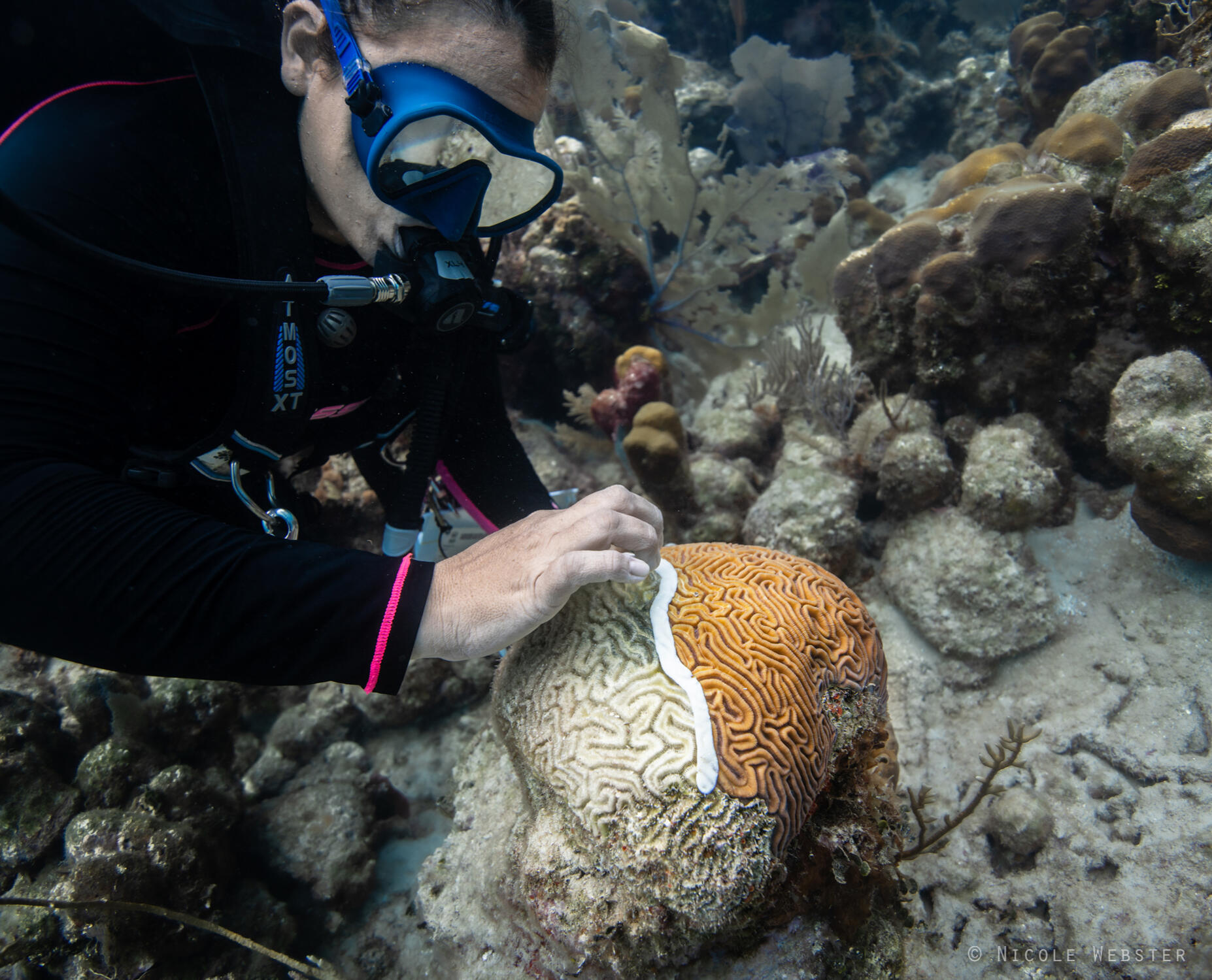 Delicate intervention: Applying amoxicillin requires precision and care. A diver works to minimize disruption to the coral's fragile ecosystem while maximizing treatment effectiveness.