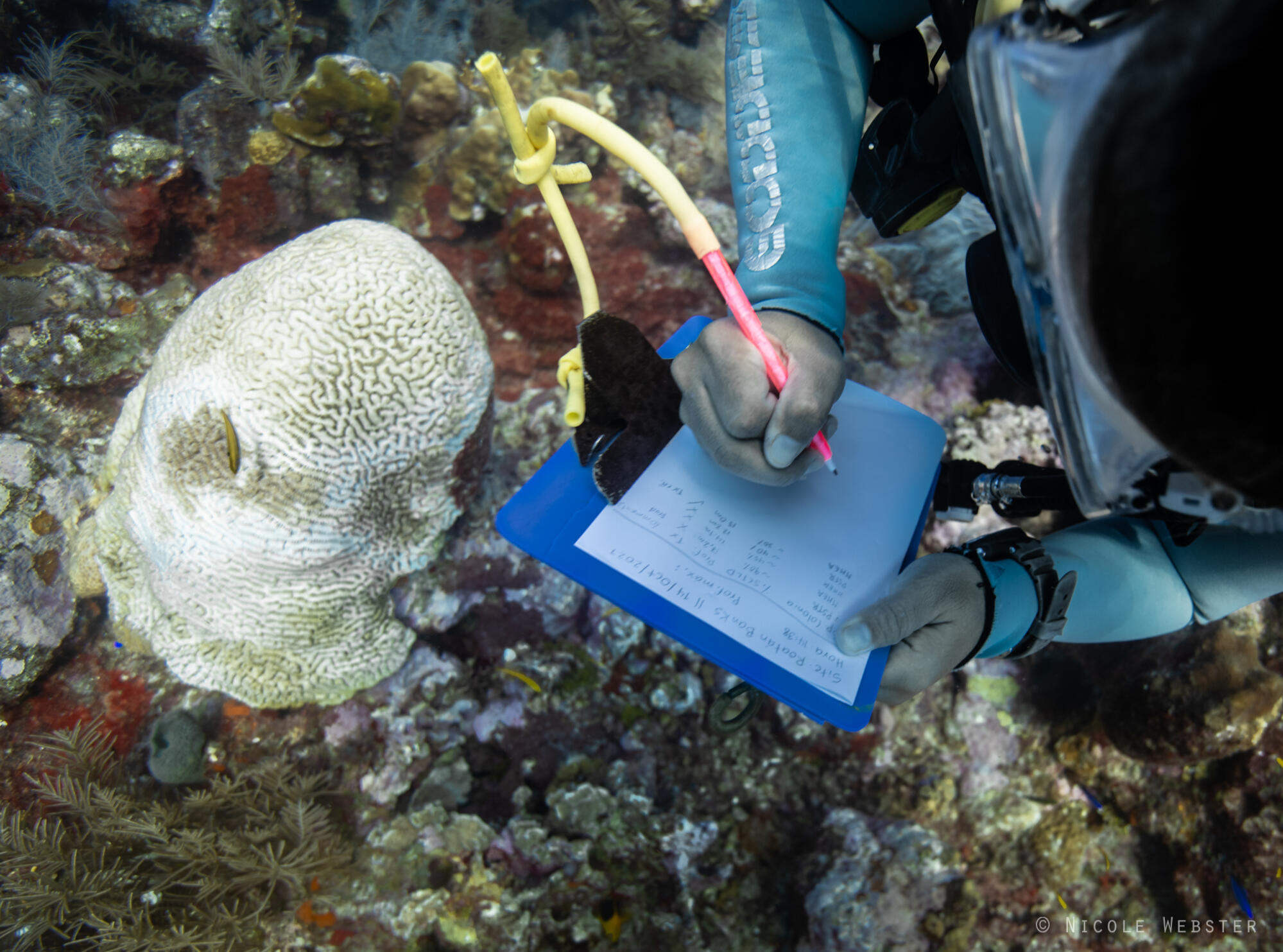 The silent spread: Early detection of Stony Coral Tissue Loss Disease is crucial. A diver meticulously surveys reefs, identifying affected corals before the damage becomes irreversible.