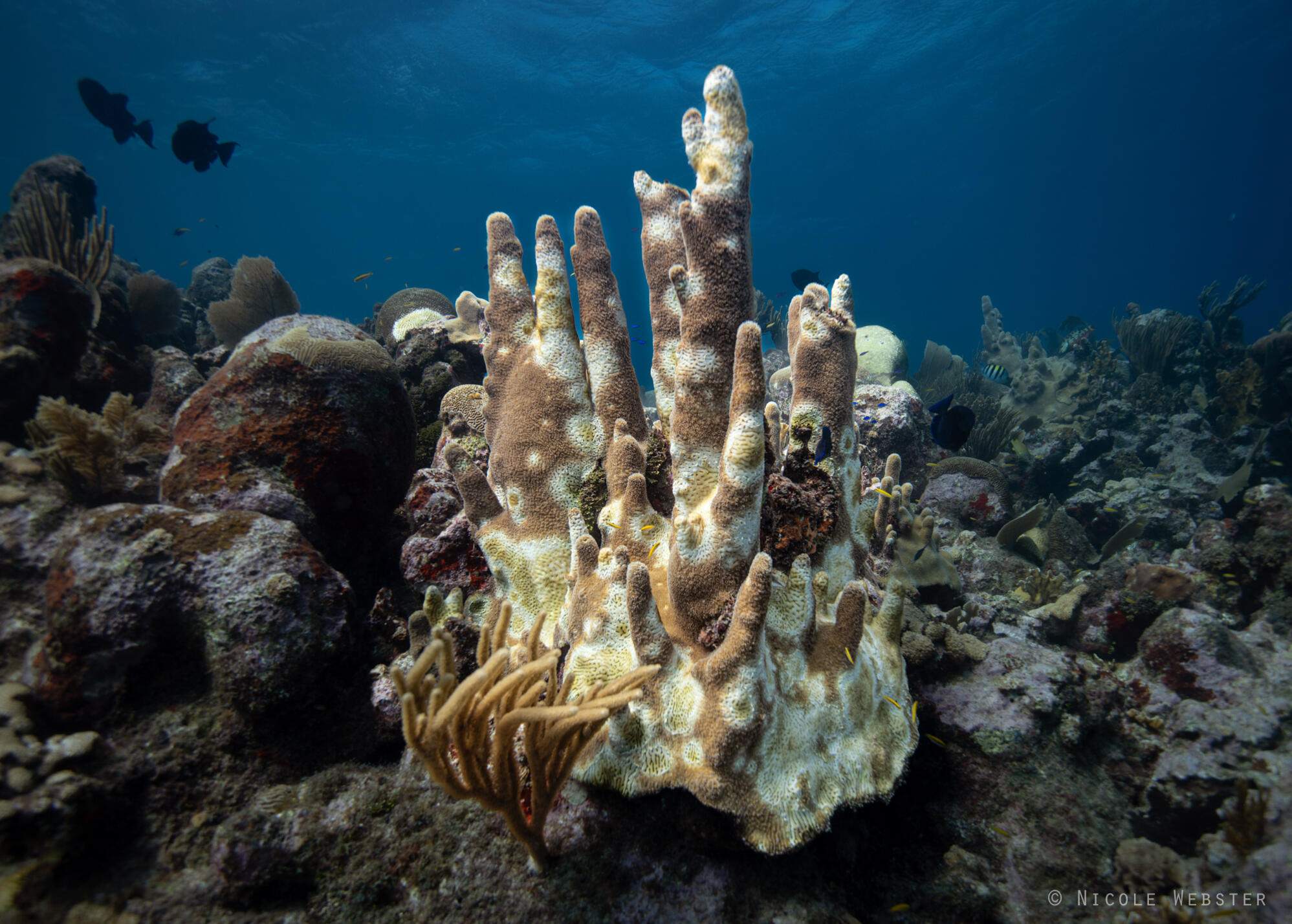 A battle for our reefs: SCTLD poses a significant threat to coral reef ecosystems. Continuous monitoring and treatment efforts are vital to preserving their health.