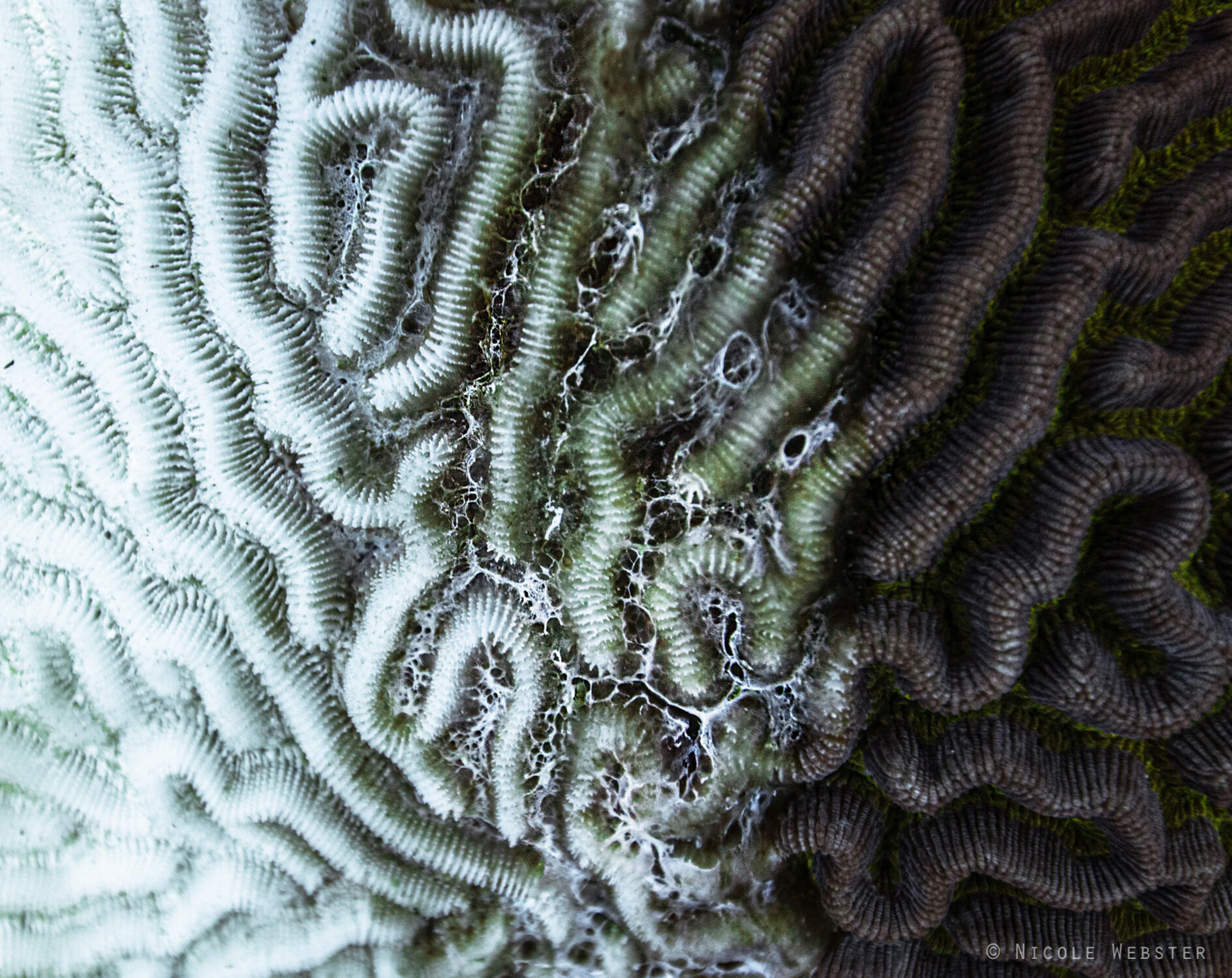 The telltale signs: Notice the characteristic pale, receding tissue line indicative of SCTLD. Rapid intervention is key to slowing its advance.