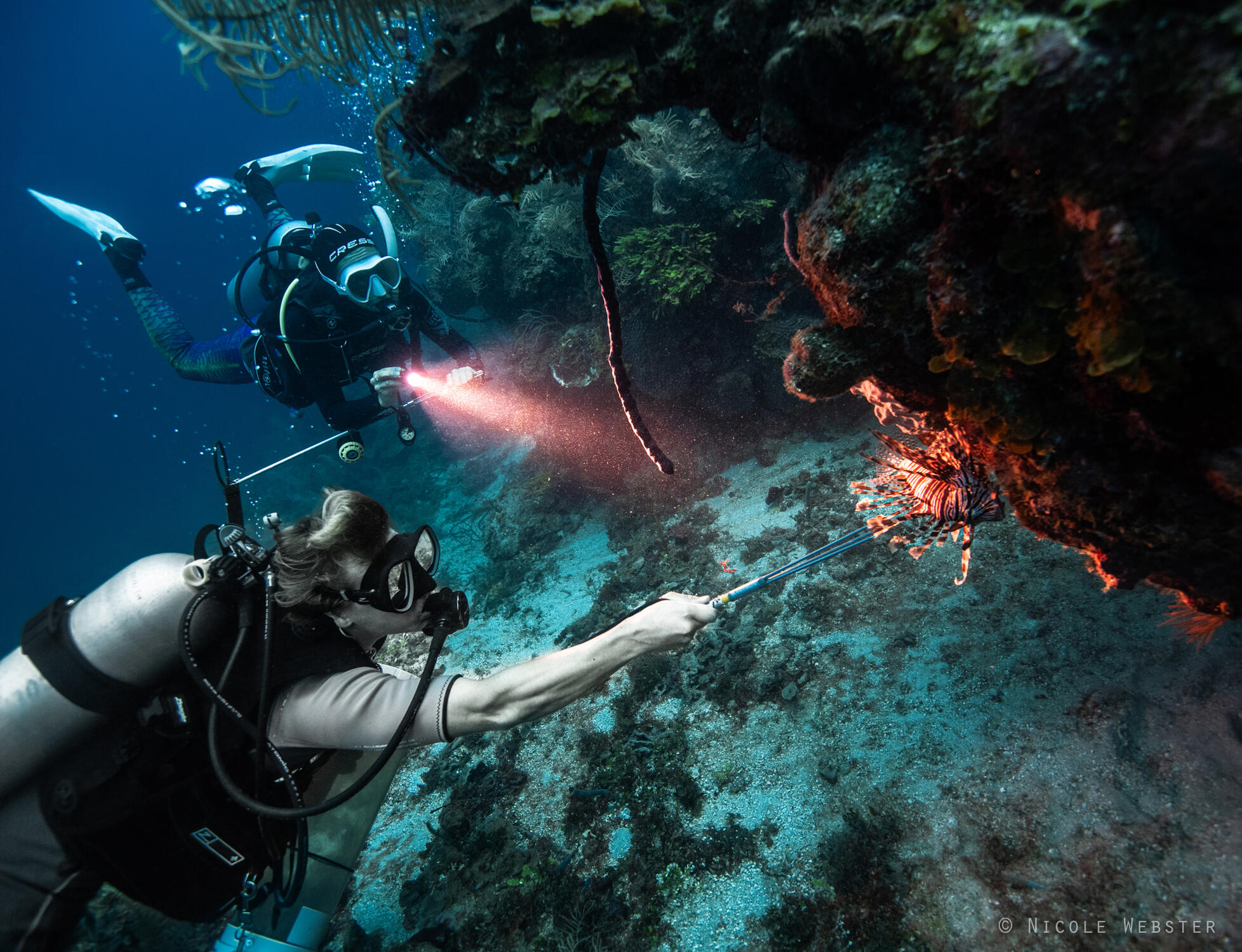 Underwater Hunter: A diver readies their spear, focused on a lionfish hiding among the coral, knowing that each removal helps restore balance to the fragile marine environment.