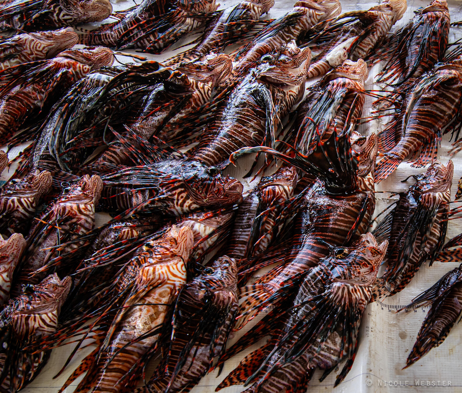 The Battle Against Invasion: Each dive presents a new challenge as divers encounter more lionfish than expected, emphasizing the urgent need for ongoing eradication efforts.