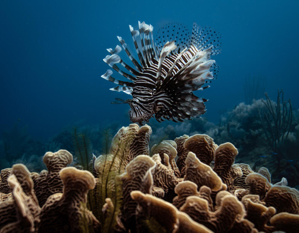 Invasive Threat: The striking beauty of the lionfish masks a serious problem as divers confront the growing population of this invasive species threatening coral reef ecosystems.