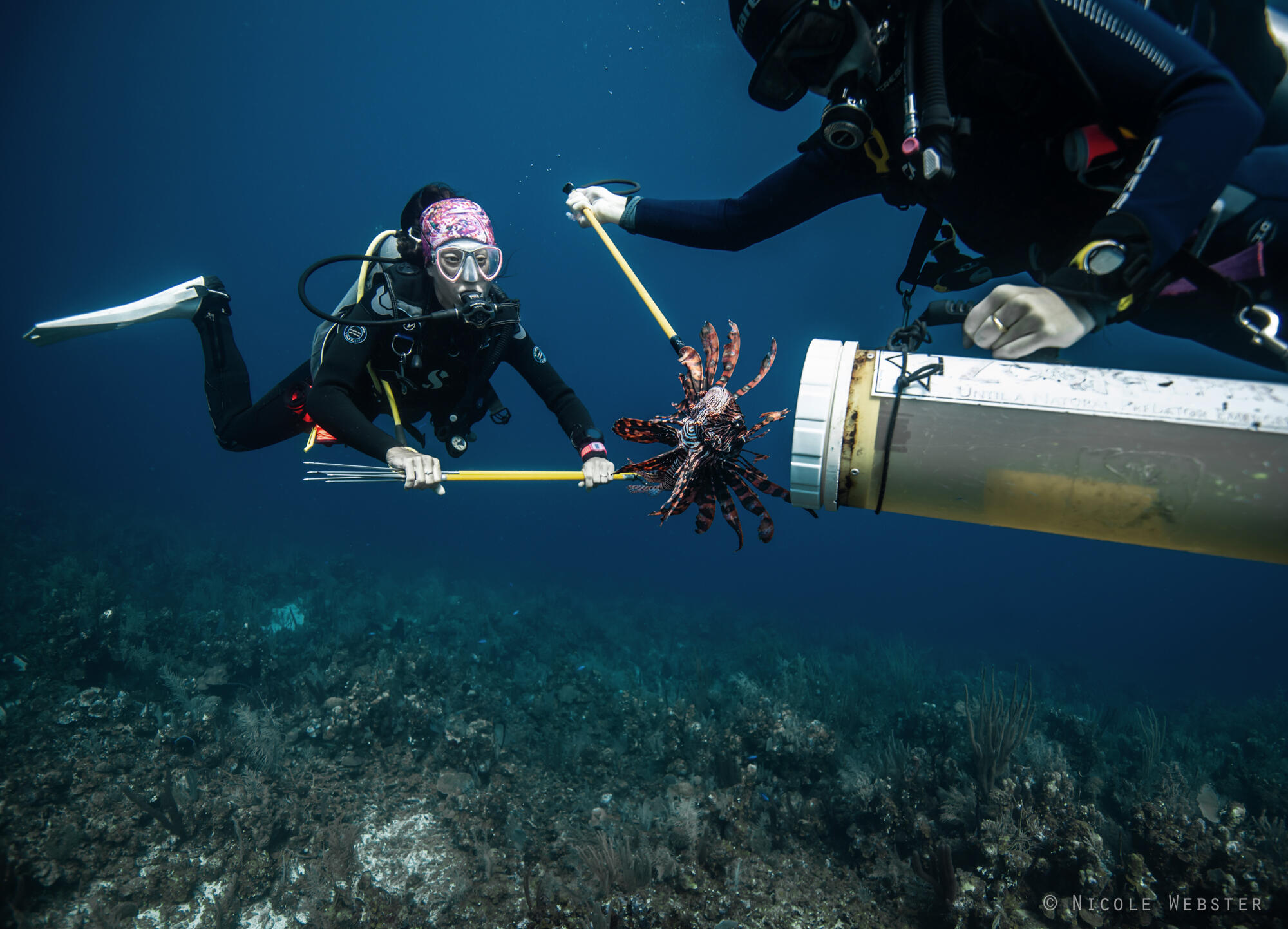 Quick and Precise: With sharp reflexes, divers expertly target lionfish, working diligently to reduce their numbers and mitigate their impact on native fish populations.