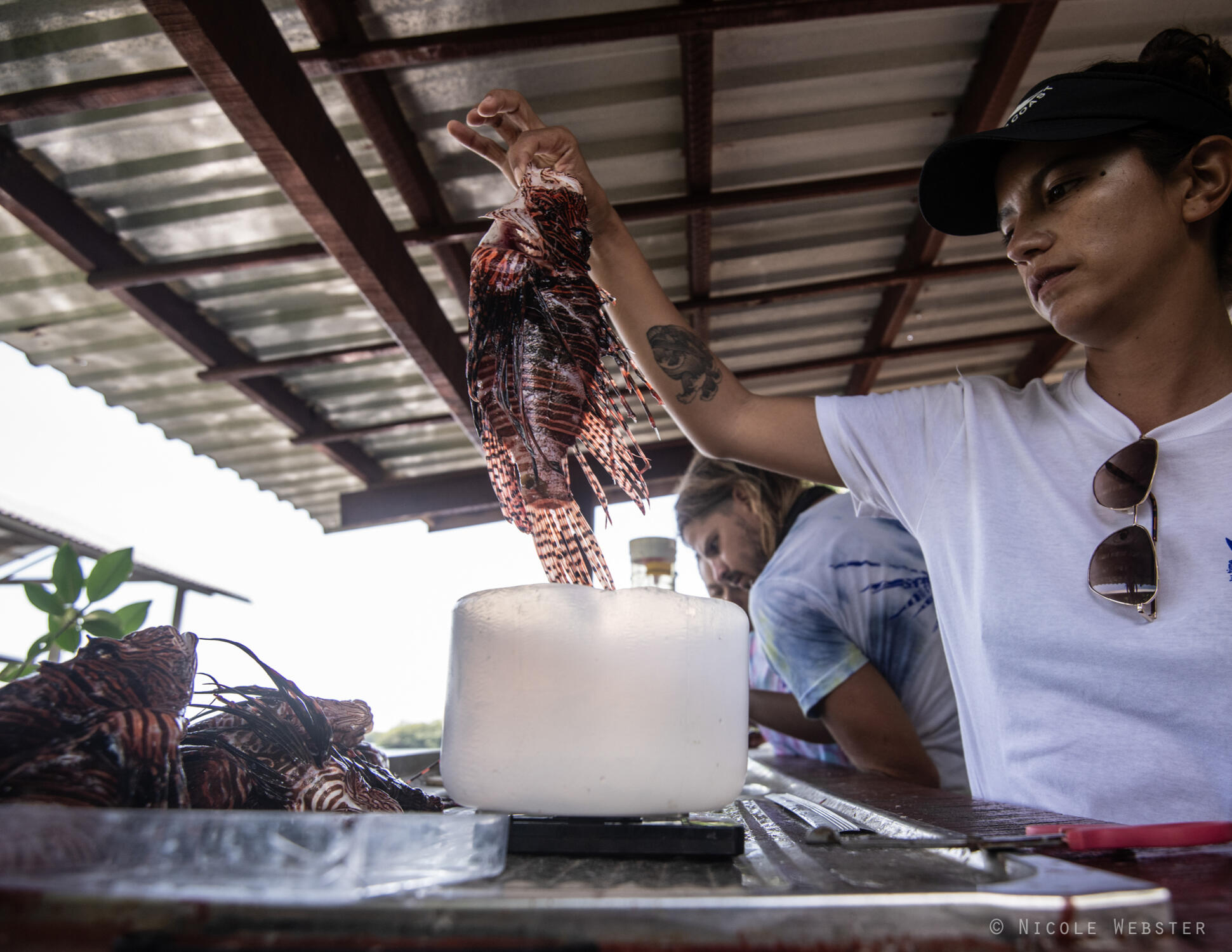 Working Together: Divers join forces with marine biologists, combining their skills and knowledge to develop effective strategies to combat the lionfish invasion.