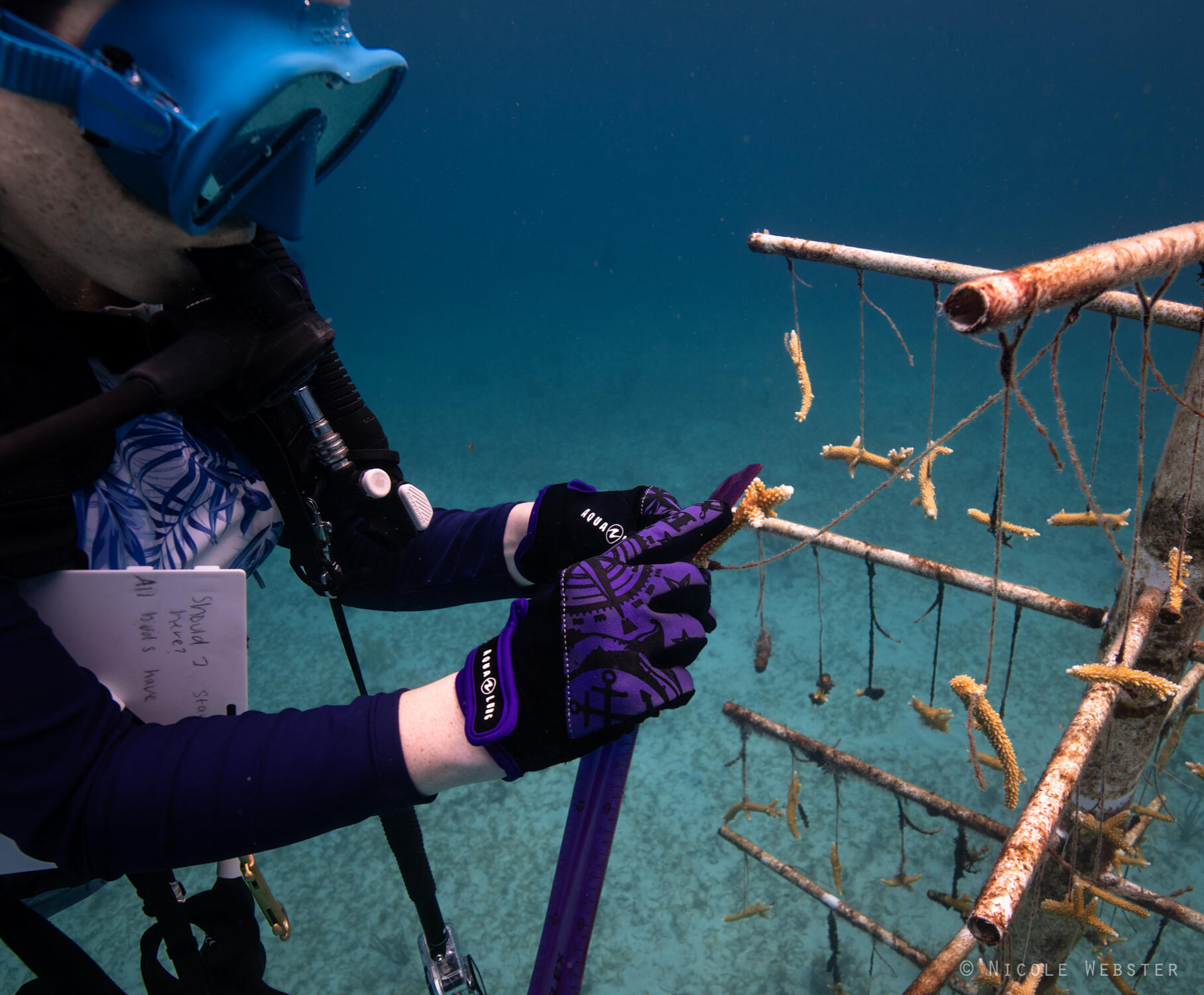Growing Green: In the underwater nursery, baby staghorn corals thrive as divers carefully tend to them, nurturing the next generation of reef life.