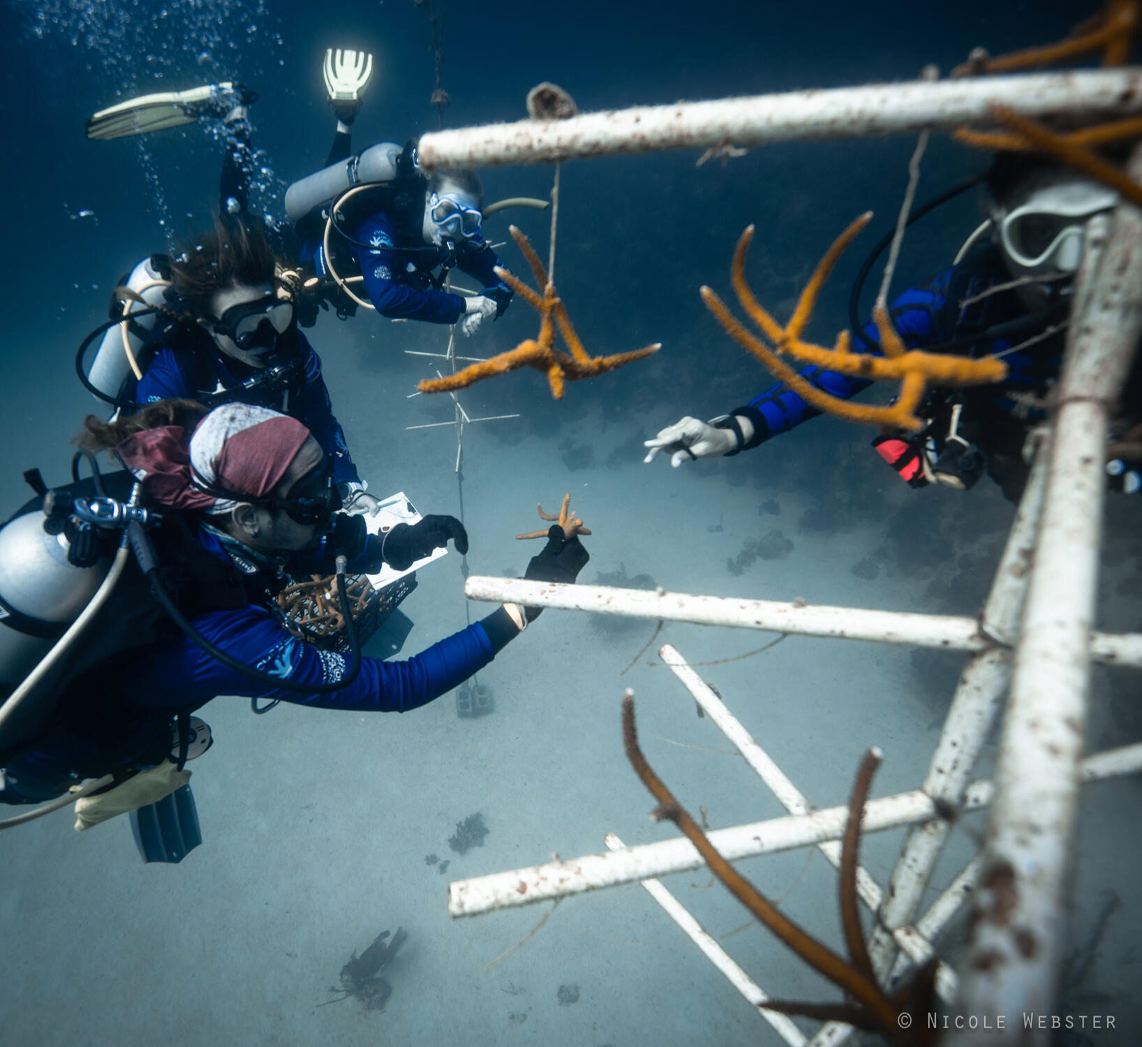 Teamwork in Depth: Divers work side by side to secure coral fragments to nursery trees, each piece a vital part of the ocean's ecosystem.