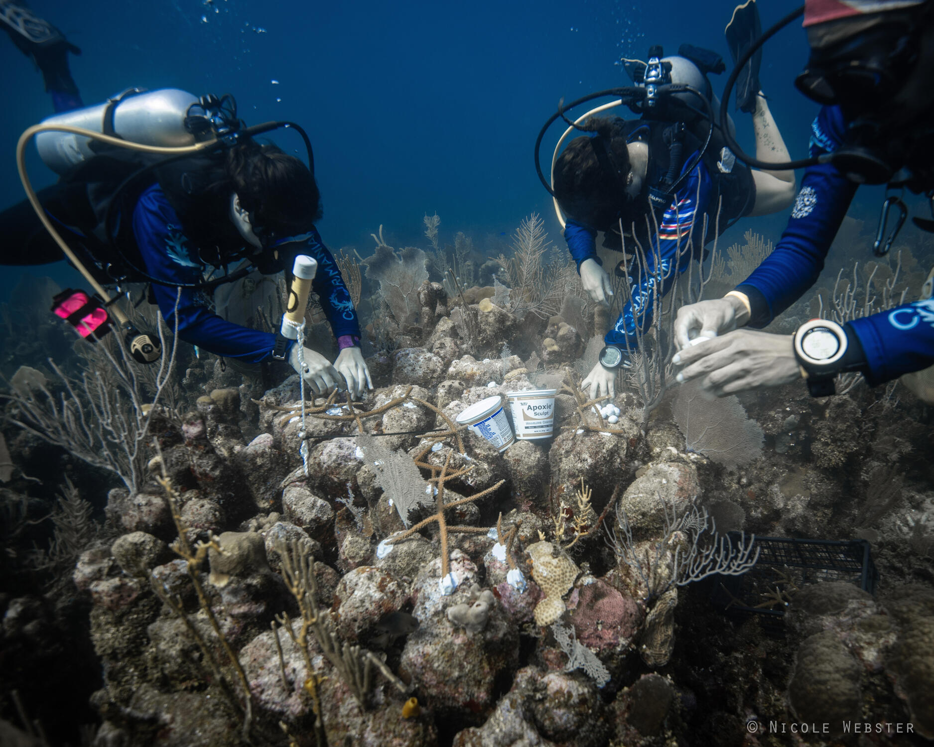 Securing a Future: Using marine-safe apoxy, divers gently 'glue' baby staghorn corals to the reef substrate, ensuring they stay anchored as they grow and thrive in their new underwater home.