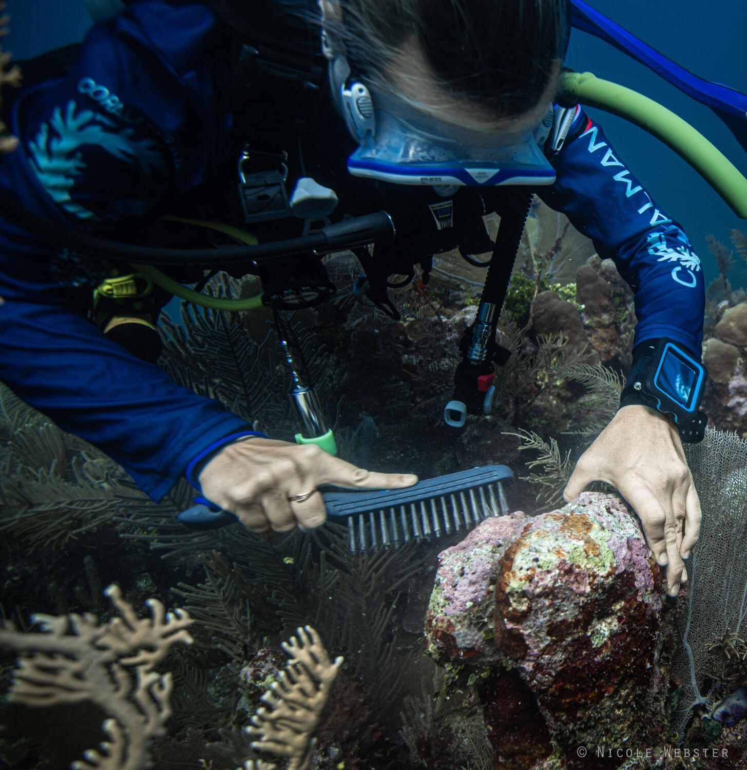 Preparing for Success: A diver meticulously brushes the reef substrate, creating a clean surface for apoxy adhesion, ensuring that each baby staghorn coral has the best chance to flourish in its new environment.