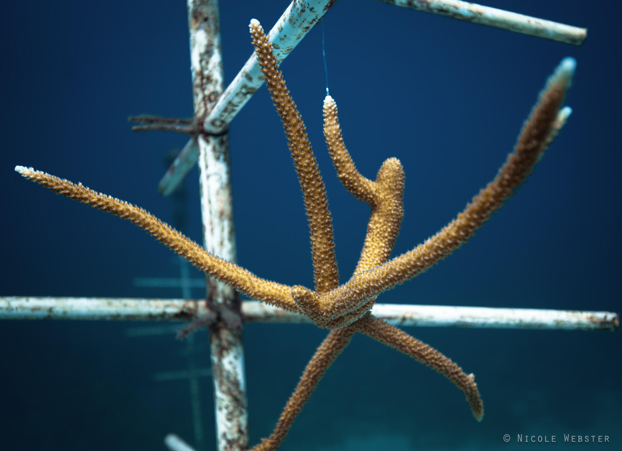 Nature’s Architects: Witnessing the delicate process of coral growth, divers see firsthand how each small contribution helps to rebuild an underwater community.