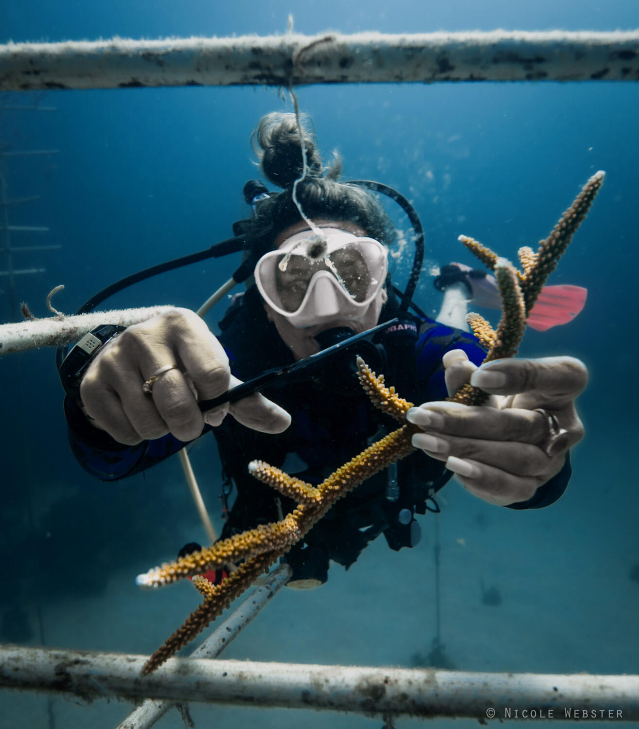 Ready for the Reef: The moment has come! Divers prepare to outplant healthy staghorn corals, giving new life to the vibrant underwater landscape.