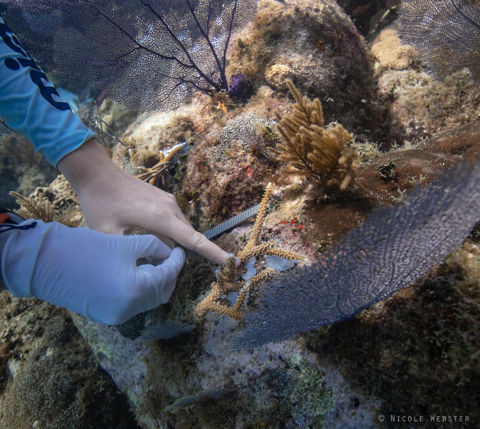 A New Home: Each staghorn coral is carefully placed onto the reef, a symbol of hope for the future of marine biodiversity in Honduras.