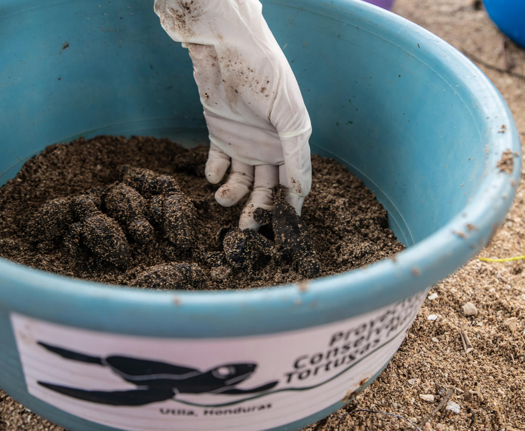 Protecting the Future: Local conservationists carefully transport newly hatched turtles to the shore, ensuring that each one has the best chance at survival in their perilous journey to the sea.