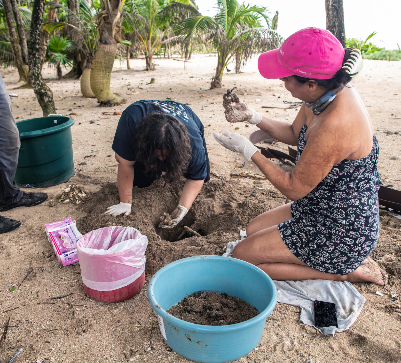 Tracking Success: Conservationists document the number of hatchlings released, contributing valuable data to ongoing research aimed at protecting hawksbill populations.
