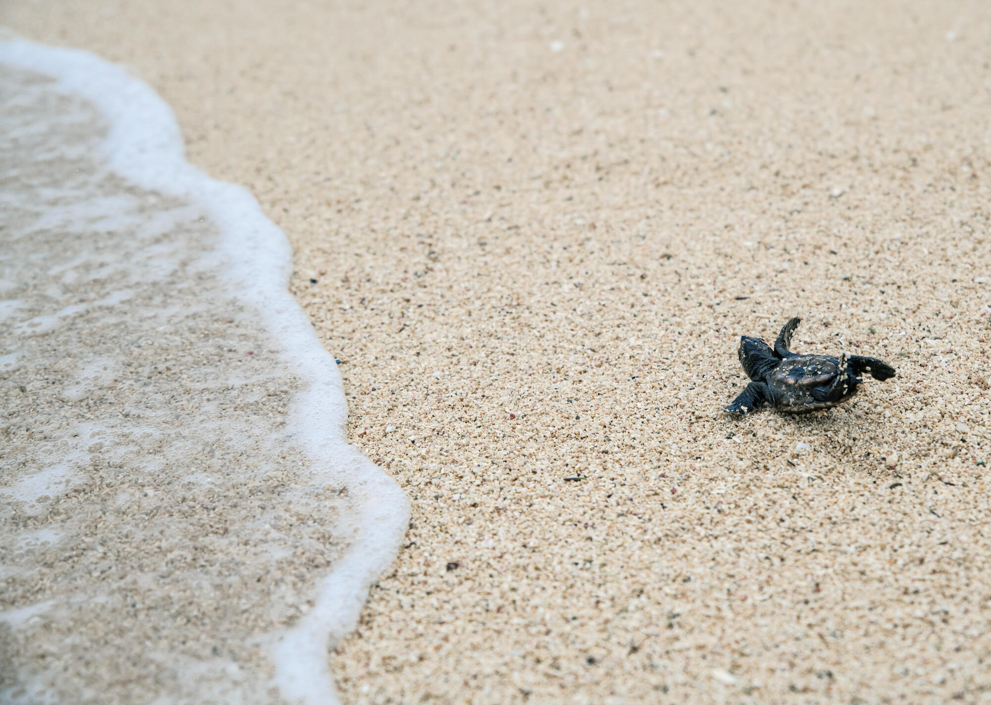 Hope on the Horizon: Almost to the water, the tiny turtles make their way to the ocean, a symbol of hope for the future of their species.