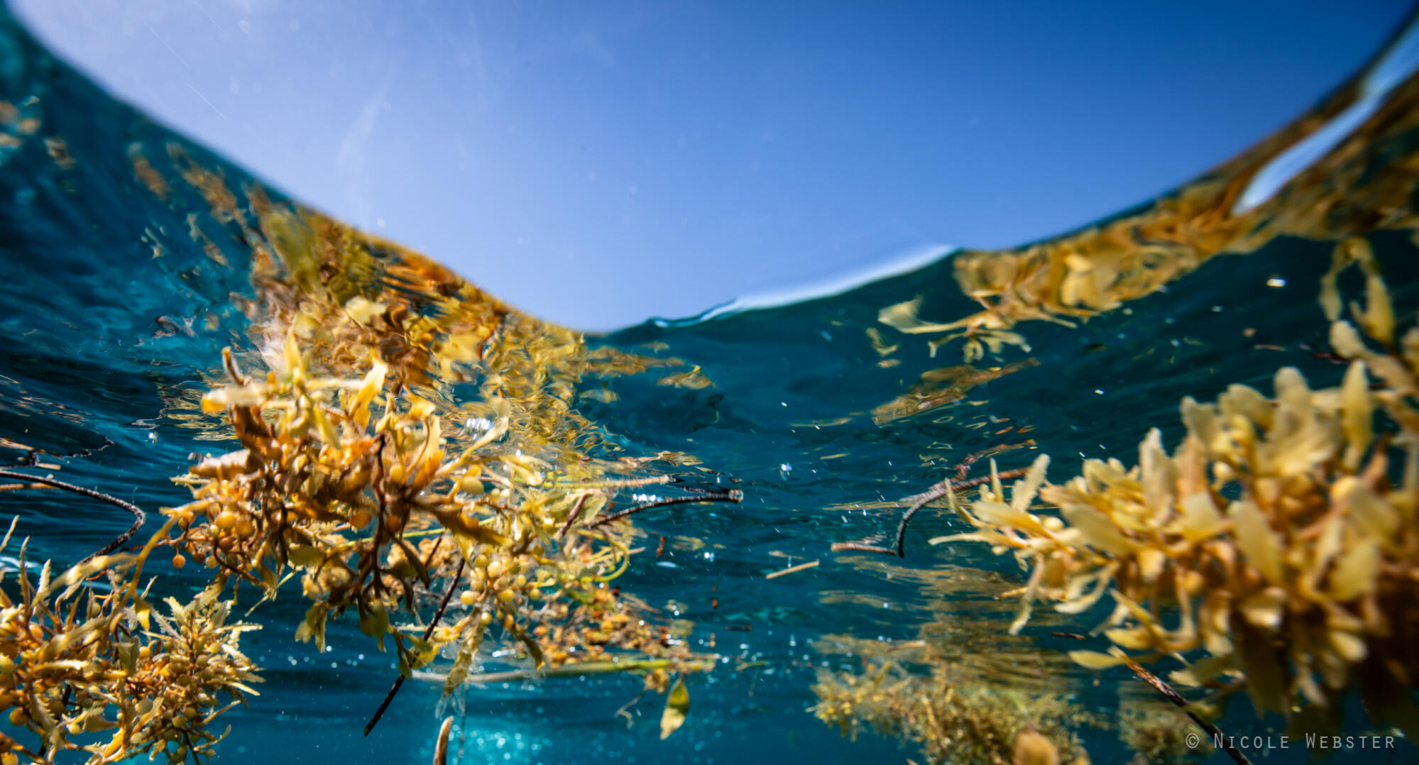 Sargassum Solutions: Innovative initiatives are emerging, with companies exploring the use of sargassum for biofuels, fertilizers, and other sustainable products.