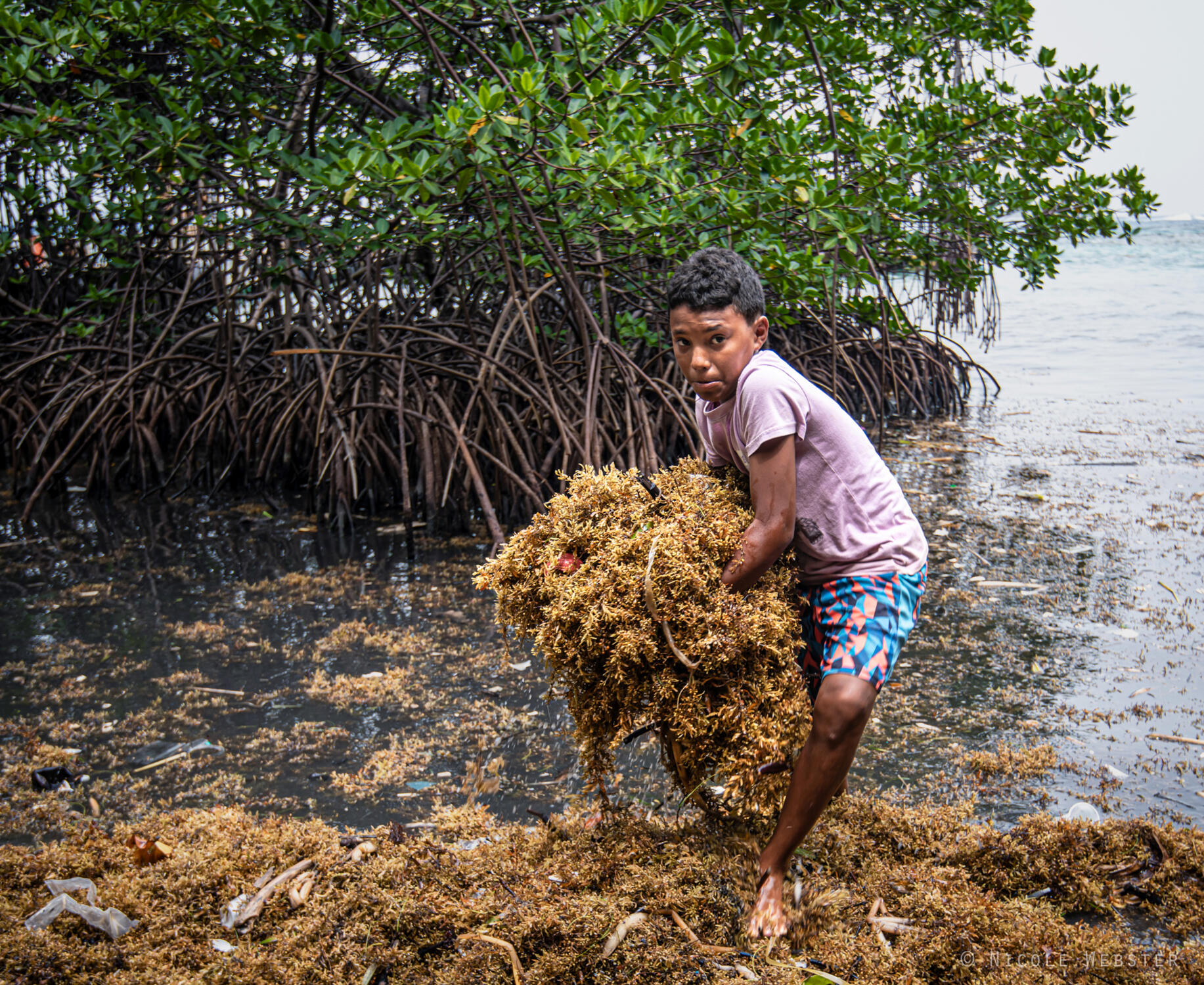 Resilient Shores: Despite the challenges, coastal communities remain hopeful, navigating the complexities of sargassum with an eye toward sustainable futures and healthy ecosystems.
