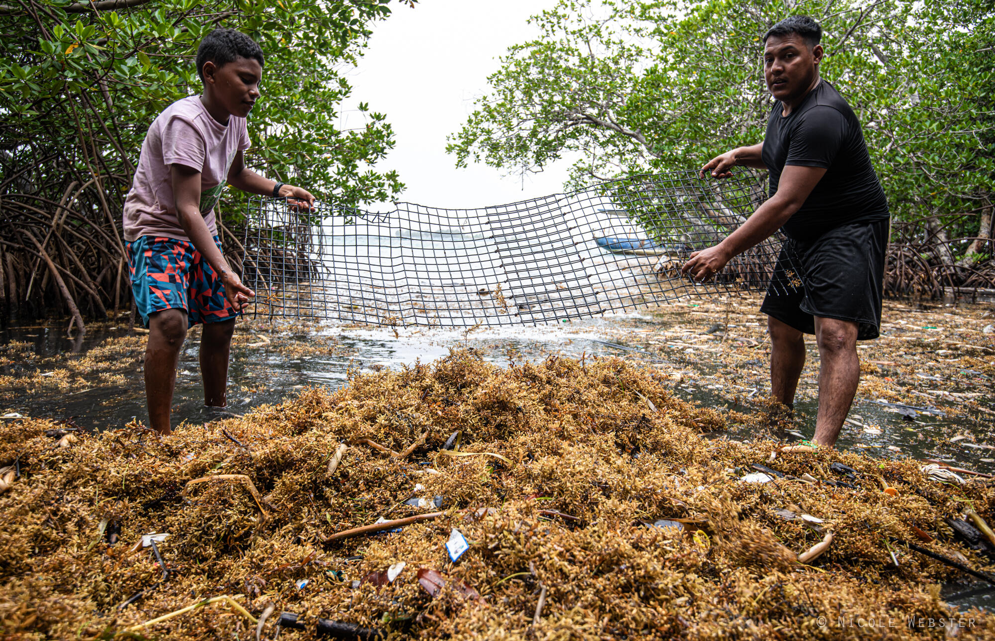 Community Response: Local volunteers gather to clean the shoreline, demonstrating resilience and unity in the face of increasing sargassum invasions that disrupt their livelihoods.