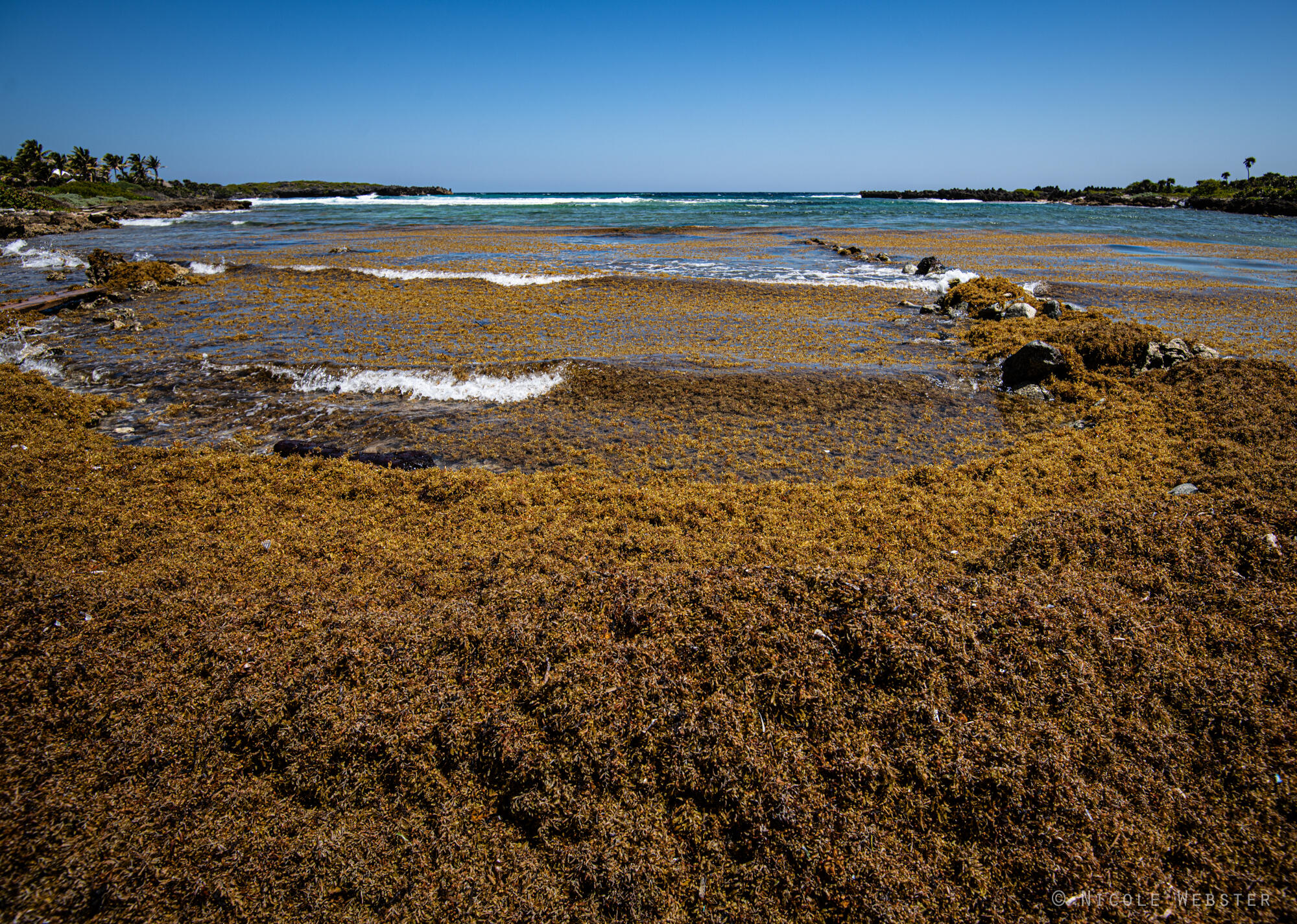 A Sea of Brown: The shoreline of a small Caribbean island is transformed as massive sargassum blooms wash ashore, signaling a growing environmental concern for coastal ecosystems.