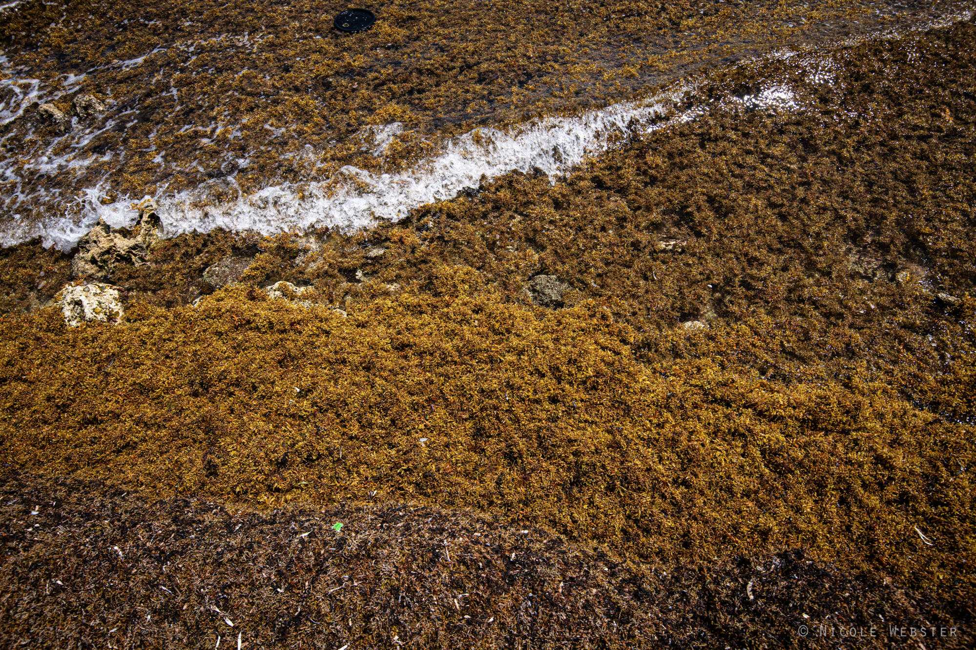 From the Ocean to the Shore: A close-up view of sargassum reveals its tangled structure, which provides habitat for marine organisms but can also suffocate vital ecosystems.