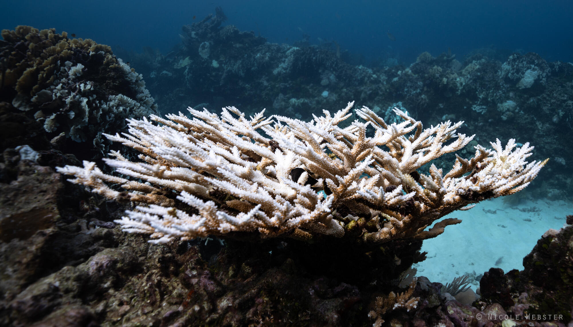 Nature’s Alarm Bell: As sea temperatures rise, bleached corals signal a critical environmental crisis that threatens marine biodiversity and resilience.