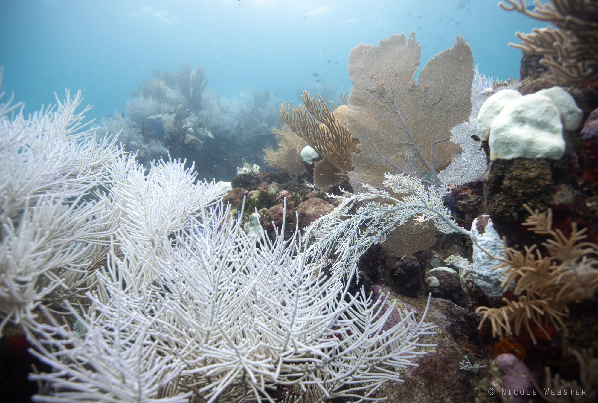 A Bleached Paradise: Once vibrant with color, coral reefs around Utila became pale and lifeless, marking the reality of our planet's fourth mass coral bleaching event.