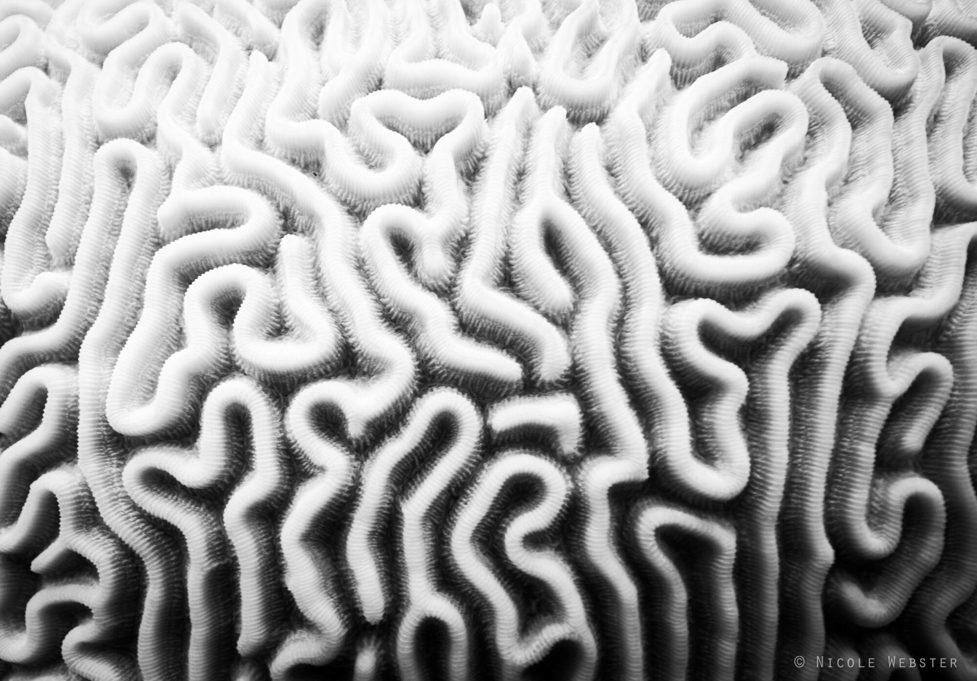 The Ripple Effect: Coral bleaching not only affects marine life but also disrupts local economies, as tourism and fishing industries face significant declines.