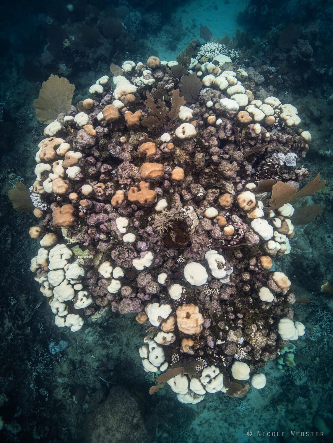 Global Warming's Toll: This mass bleaching event serves as a grim reminder of the escalating impacts of climate change on our ocean and coral reefs.